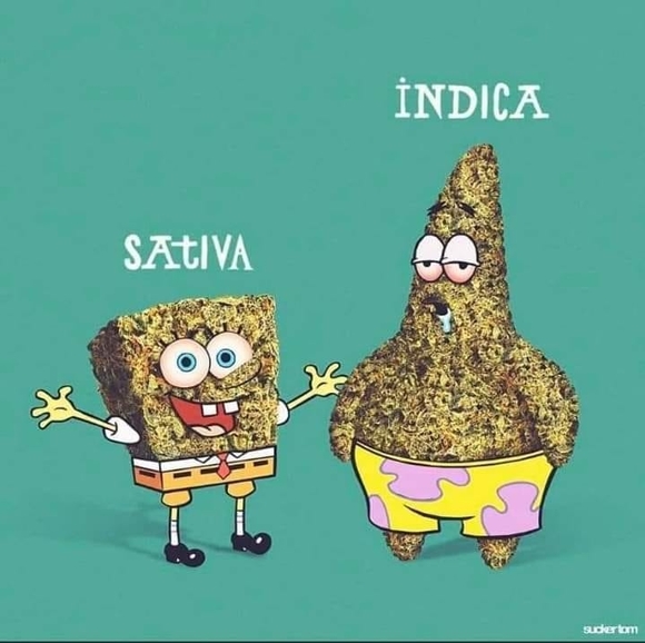 Meet your Posher, Tyler - Picture 1 of 1